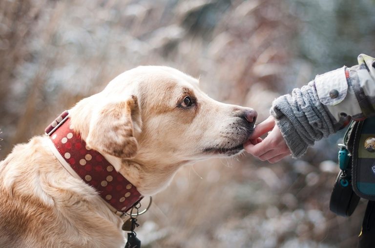 Combien de fois faut-il laver son chien ?