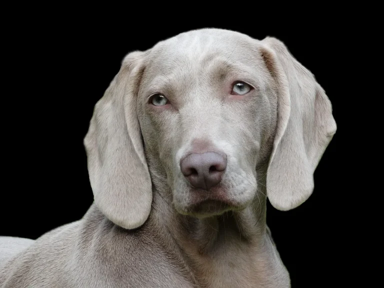 Guide pratique pour vivre en harmonie avec votre chien